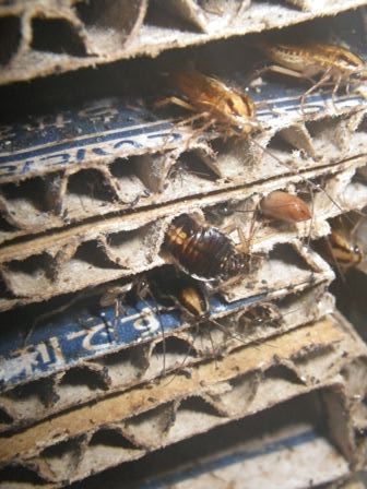 使用済の段ボールは早めの処分をお願い致します