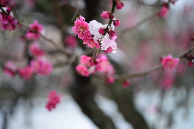 春告げ草