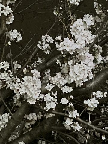 夜桜