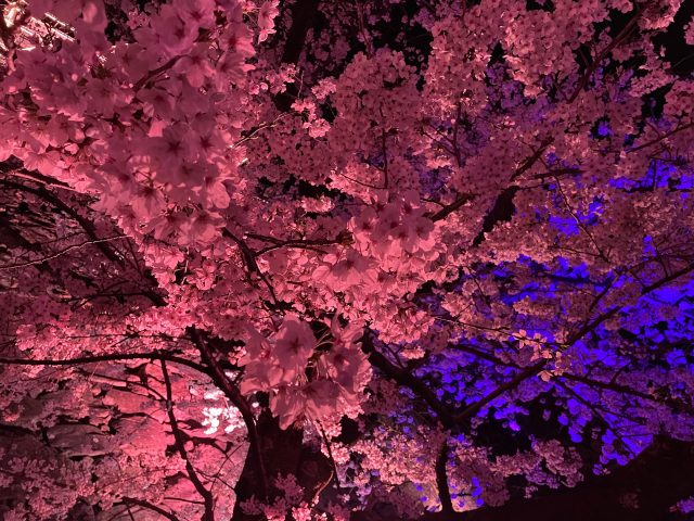 福岡城さくらまつり