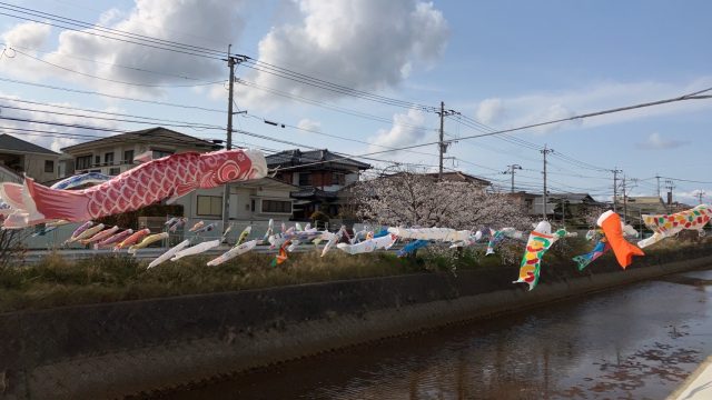 桜と鯉のぼり