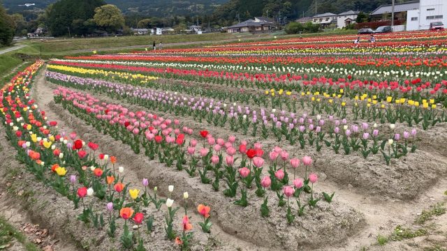 うちのチューリップ