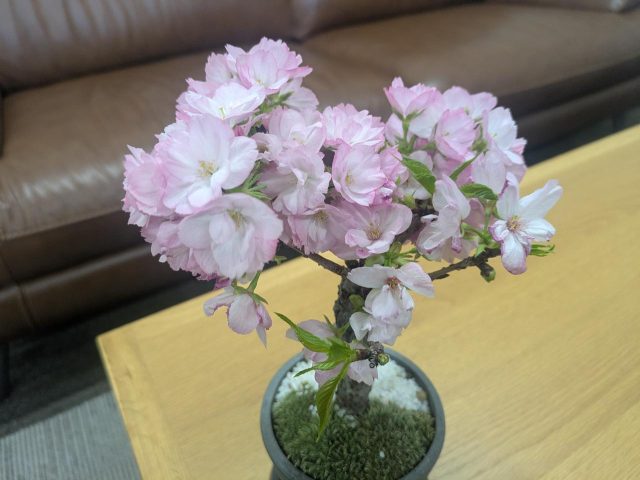 一足お先に『満開』🌸です