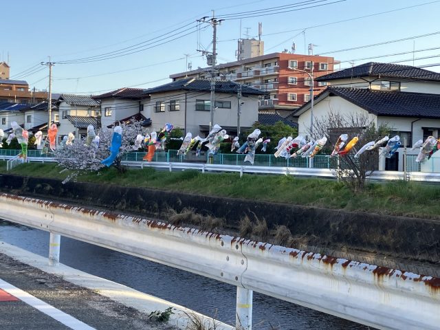 元気に泳ぐ鯉のぼり