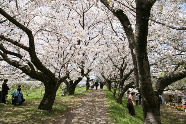 今年の桜