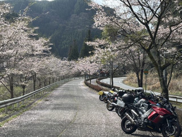 杖立温泉鯉のぼりとお花見
