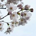 桜雨