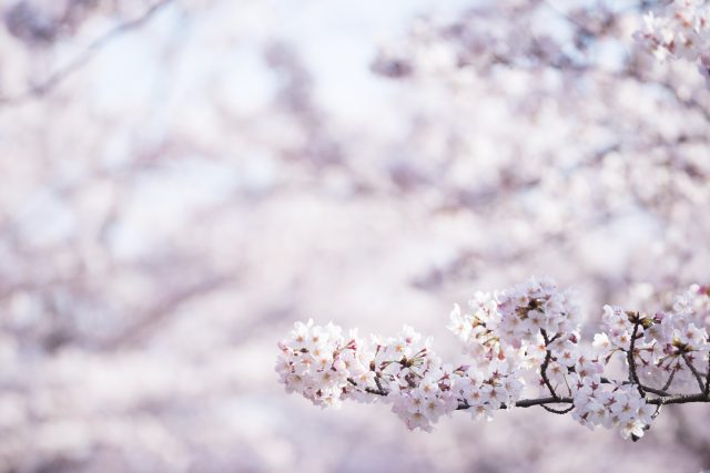２０２６年４月１日、新年度が始まりました