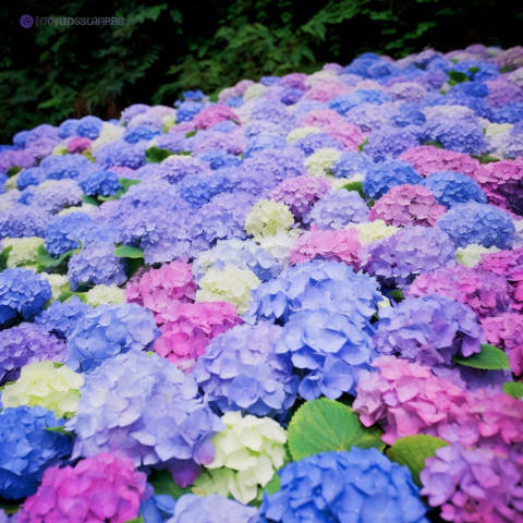 紫陽花の日