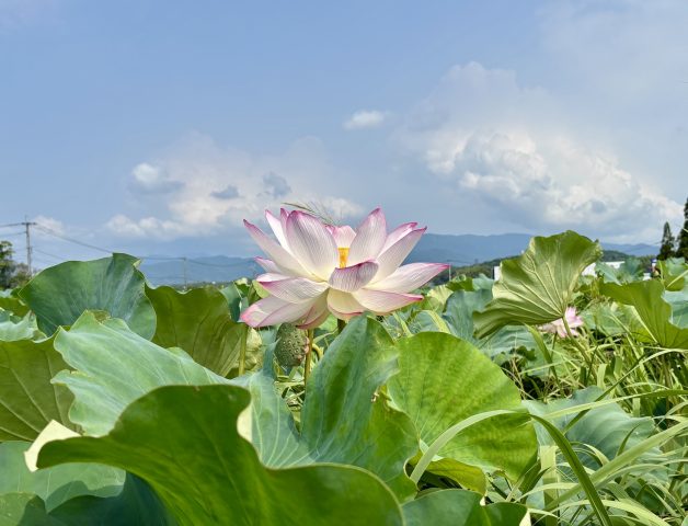 蓮の花で思いを馳せる