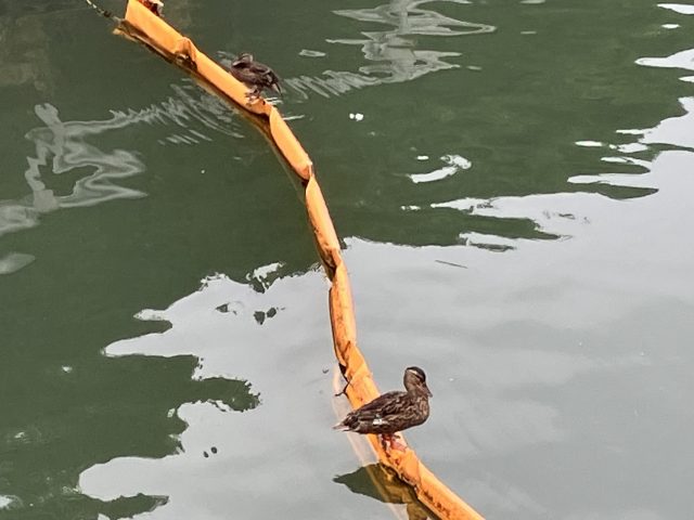 渡り鳥に感じる季節の変化